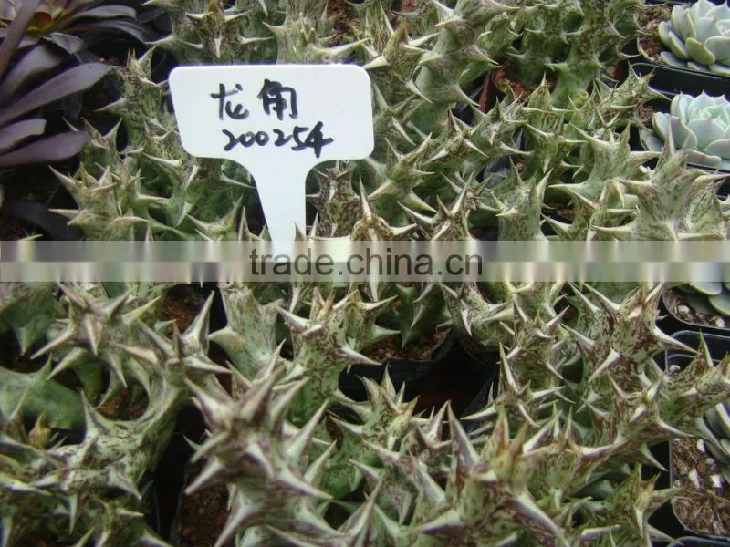 succulent plants