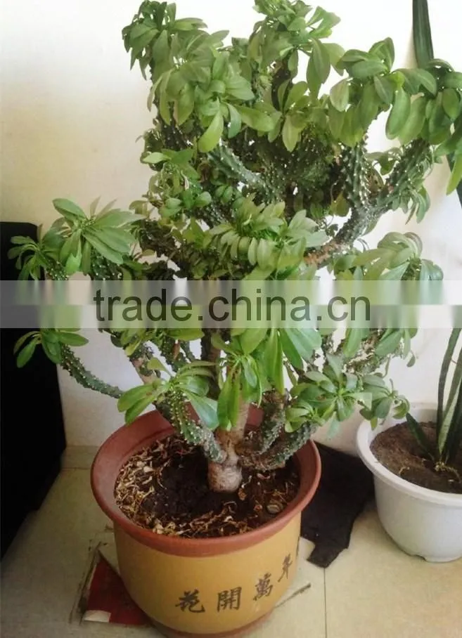 Euphorbia Neriifolia L. var. Cristata Bonsai, Pot Plant, succulent plant