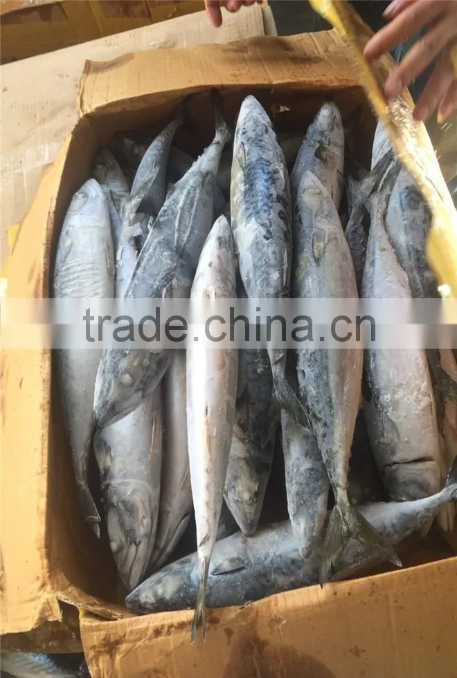 Hight quality frozen pacific mackerel for sale