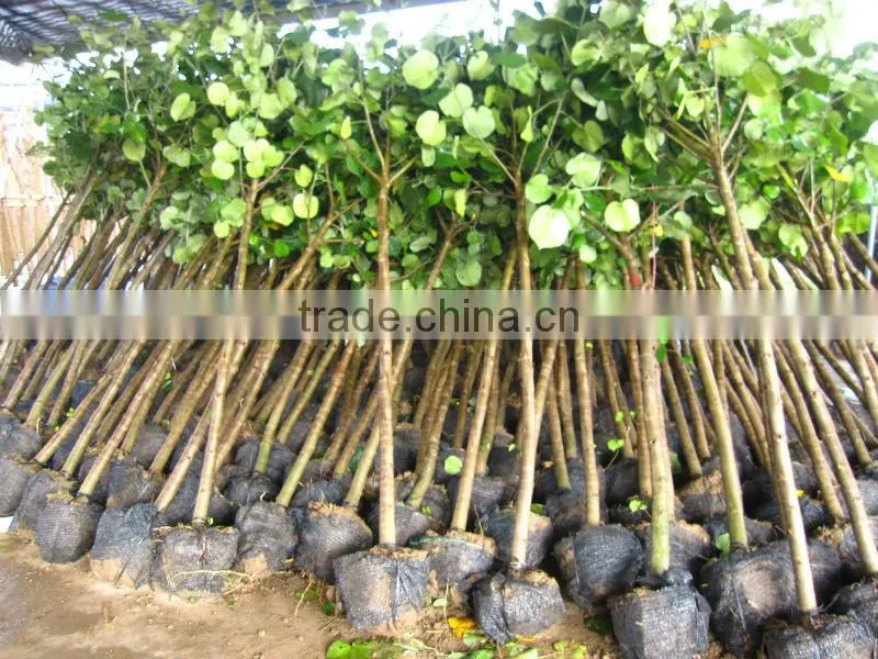 Hibiscus tiliaceus trees