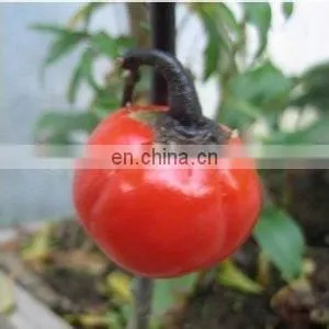 okra slicer machine for the sliced drying vegetable processing
