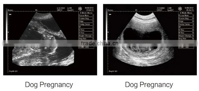 FN550V HOT selling full digital B model ultrasound veterinary portable
