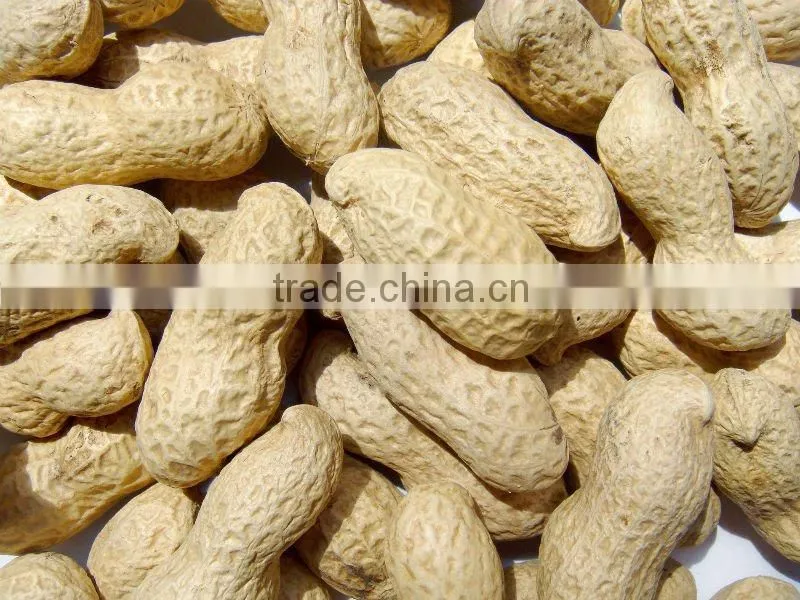 Shandong Roasted Peanut In Shell