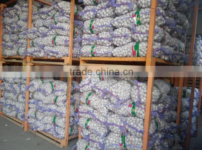 2016 hot sale fresh garlic to Mid- east market