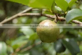 Chinese natural refined Organic Wild CAMELLIA SEED Oil,good for adding