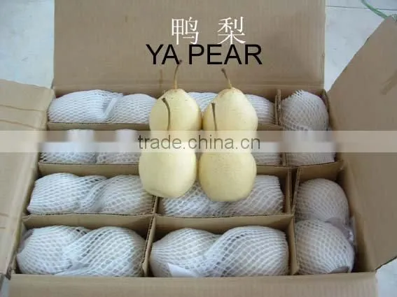 Fresh Ya Pear,Fresh Pear,Sweet Pear