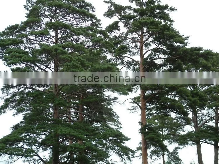 Changpai Scotch Pine seedling