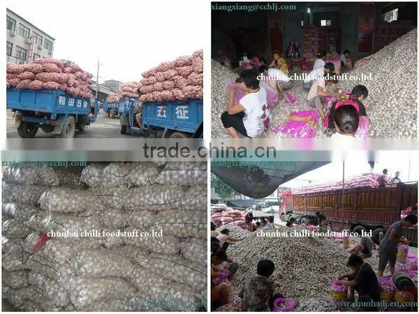 Grade A 2015 new crop nuisanceless dried pure white garlic
