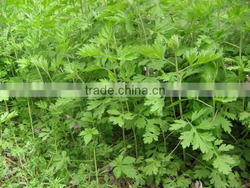 MUGWORT