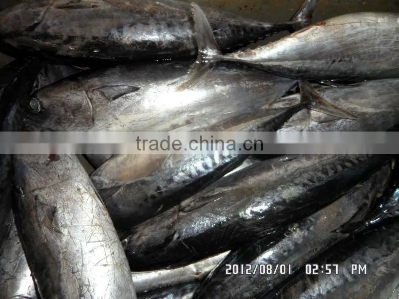 frozen bonito 300-500g
