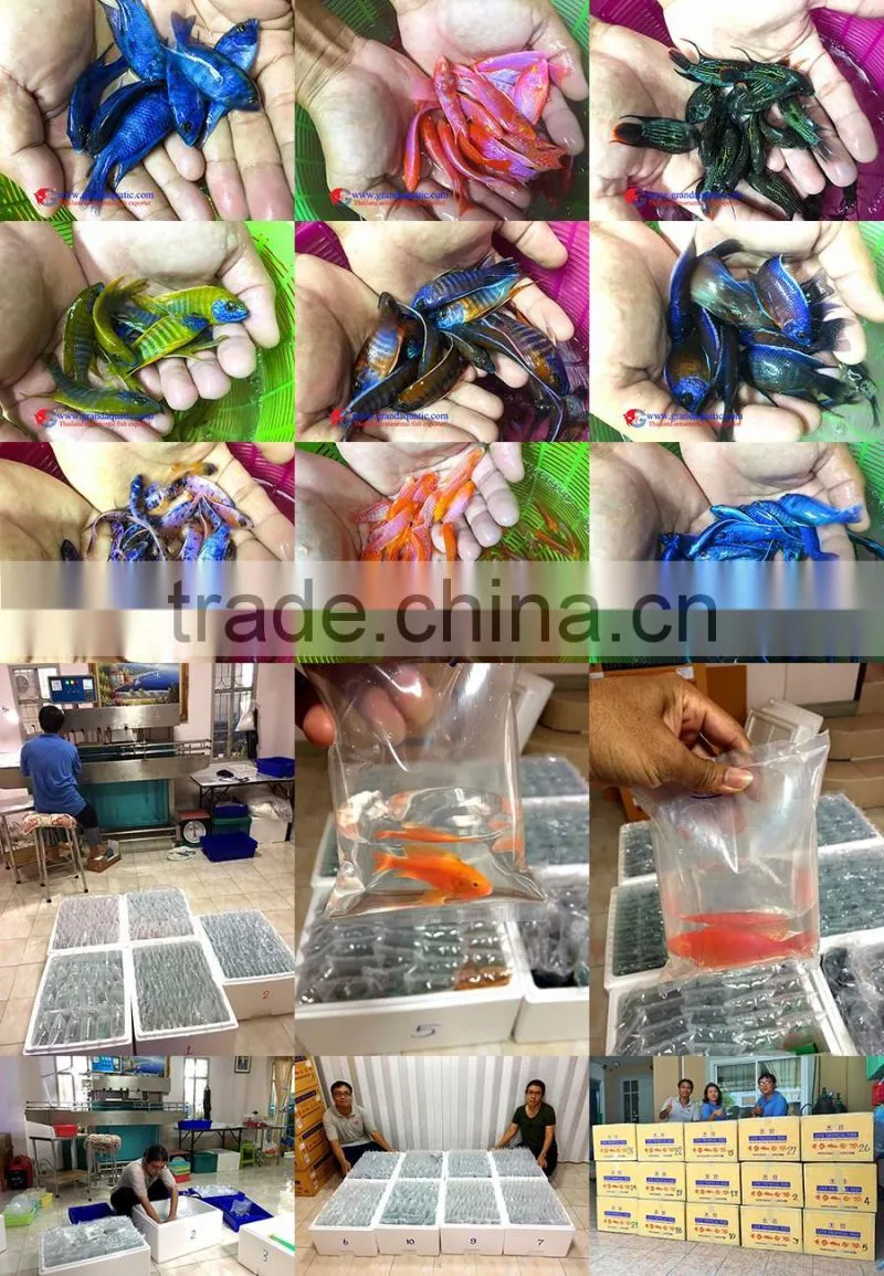 Quality Malawi cichid fish export company for company importer