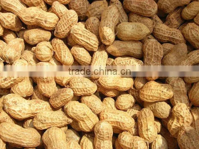 Shandong new crop roasted peanuts in shell