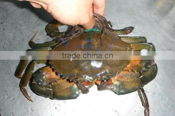 Live Flower Lobster (Panulirus Ornatus) and Mud Crab (Scylla Serrata), Live Tiger Prawn and other live Seafoods