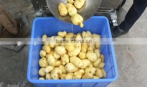 industrial potato washing machine