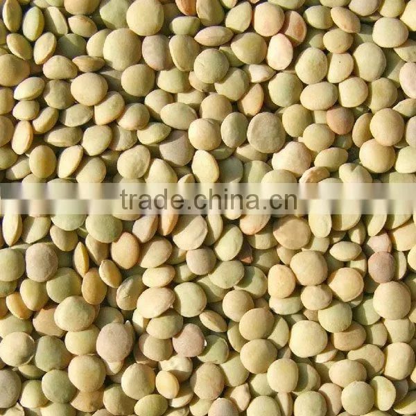 Lentil/green lentil 2010crop