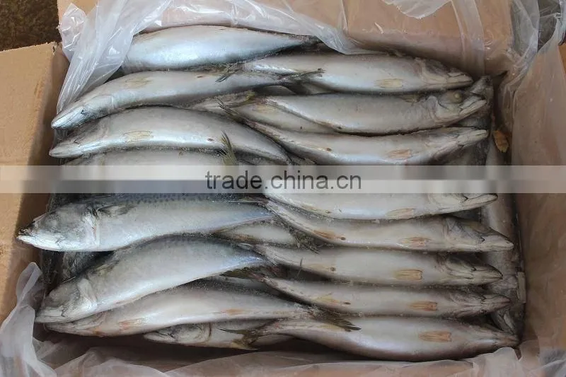 2016 high quality 300-500g Whole Round Frozen Mackerel for sale