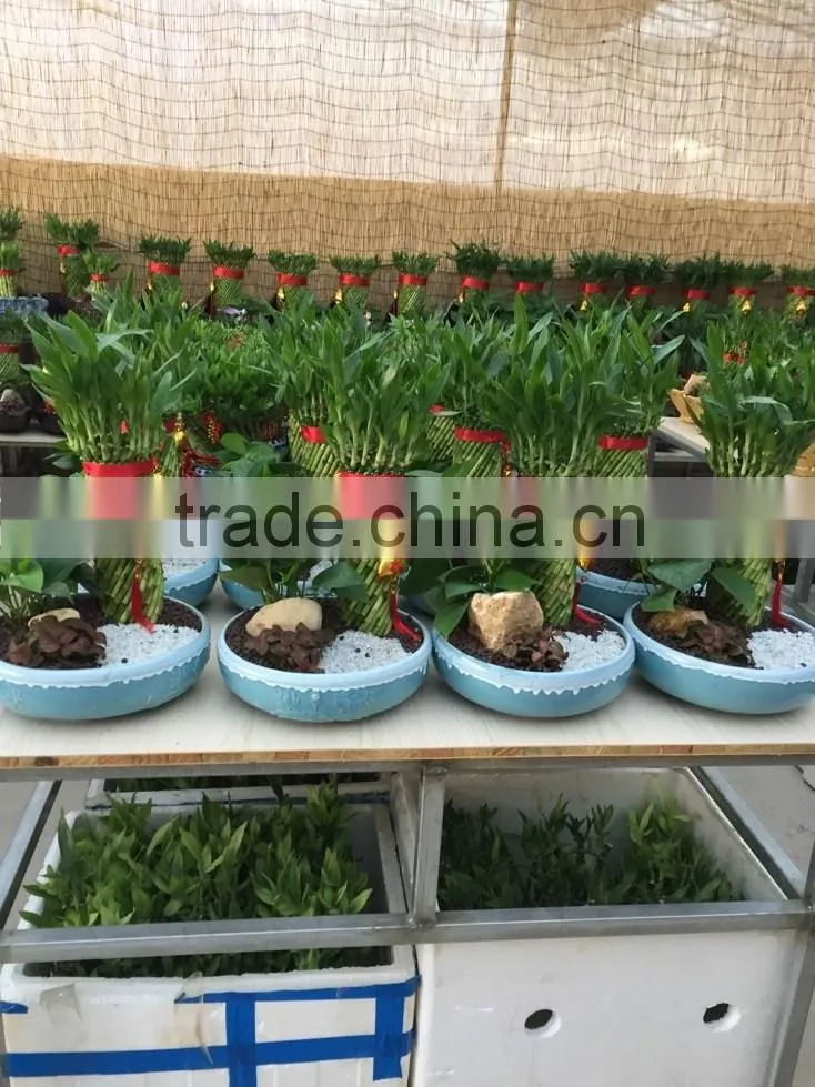Dracaena sanderiana Sander