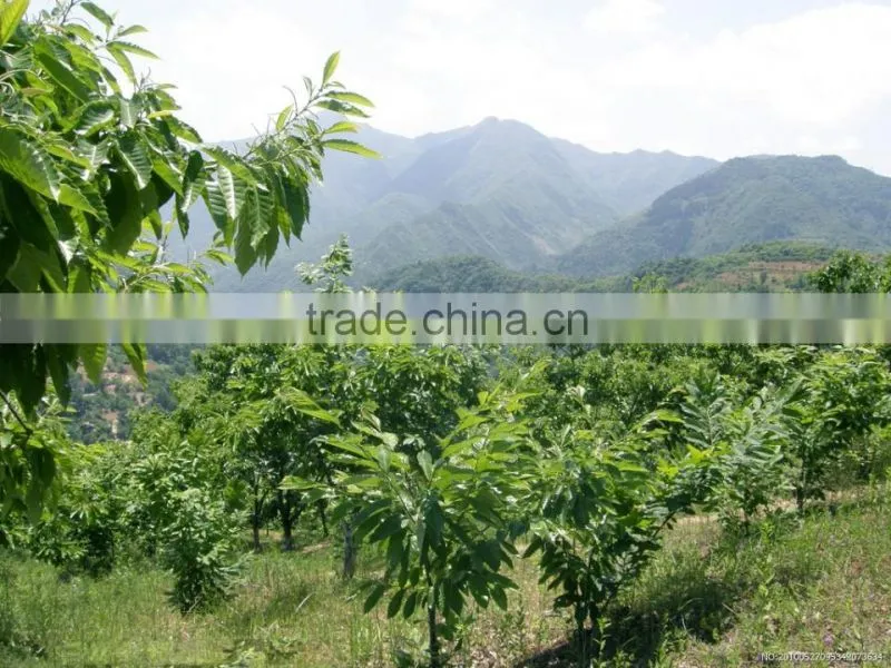 Chinese chestnut seedling