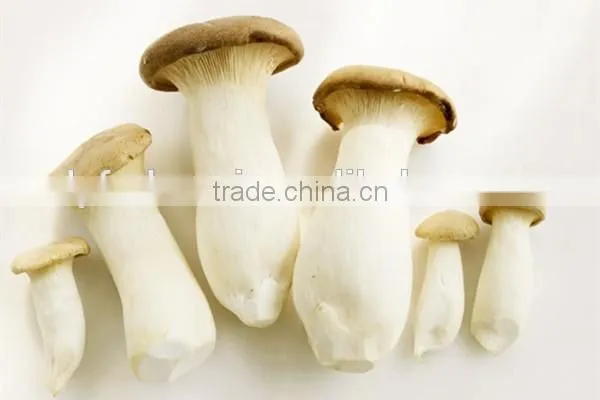 Grade A Dry Boletus Edulis Slice Dry Wild Mushroom