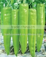 SQ08 Yuzhu round shape squash seeds for planting, different types of squash seeds