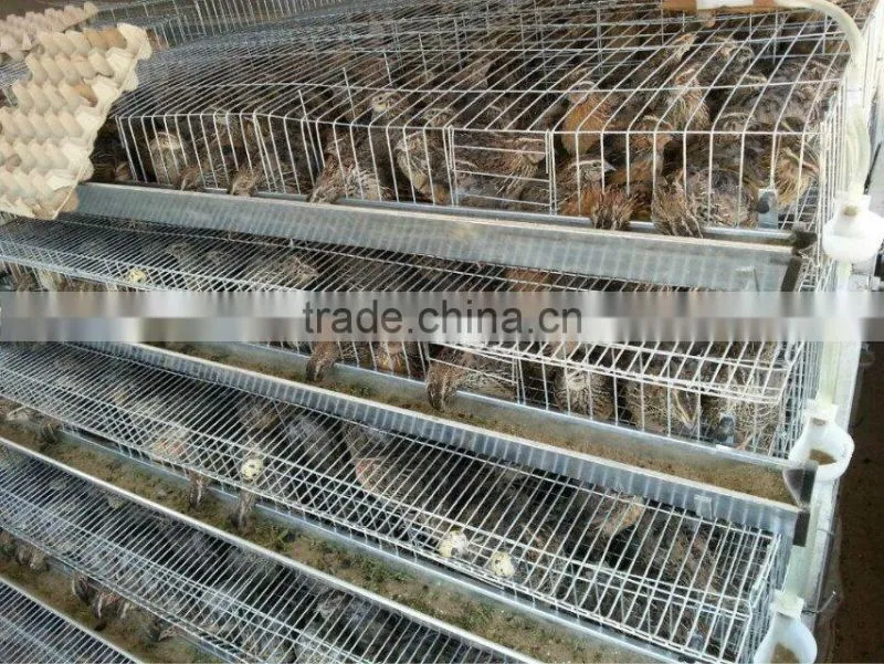 Layer Quail Cages For Sale From Direct Factory