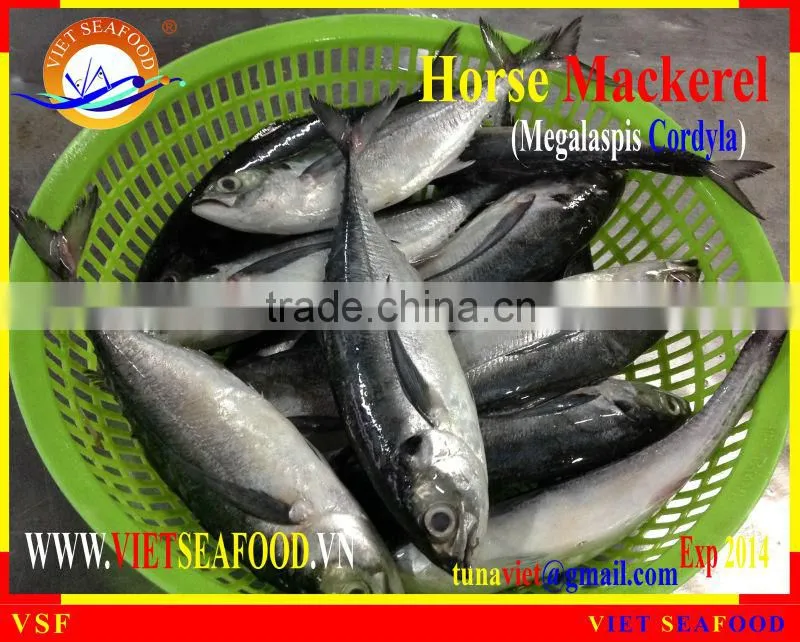 FRESH RAM MATERIALS W/R HORSE MACKEREL