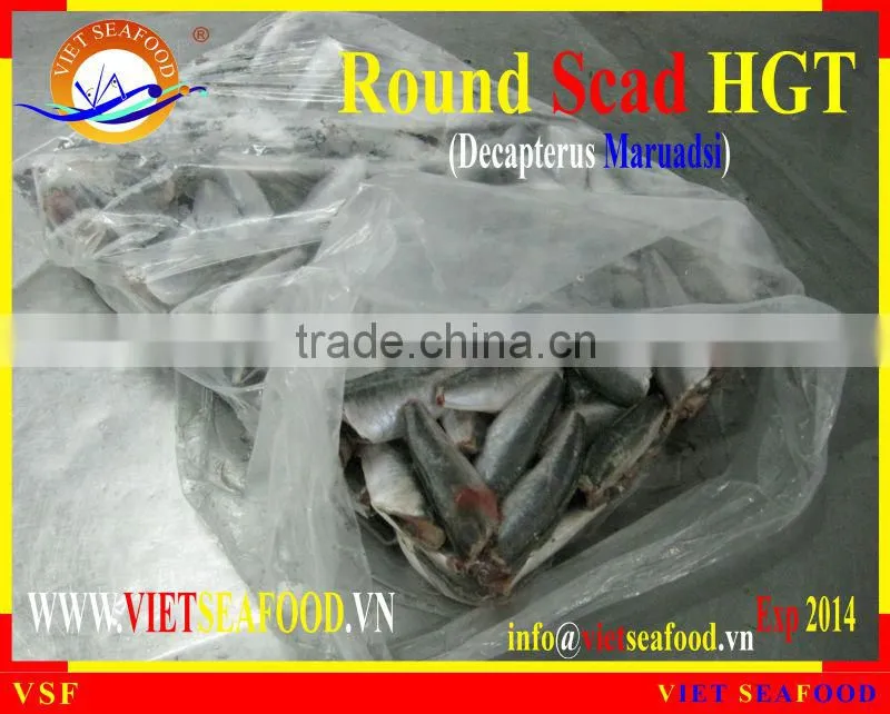 HGT FROZEN ROUND SCAD