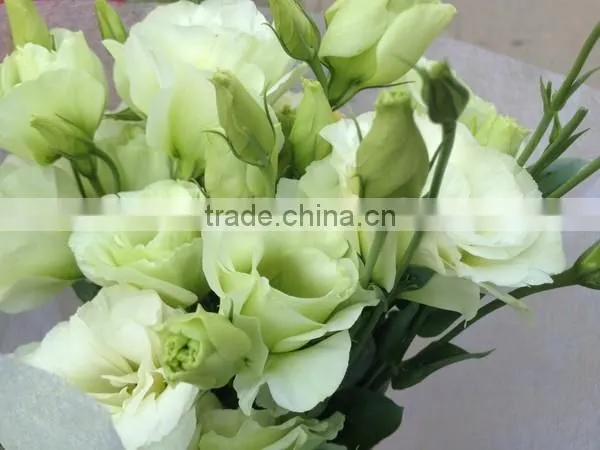 Supply Wedding Bouquet High Quality Lisianthus Flower From Kunming Wholesale