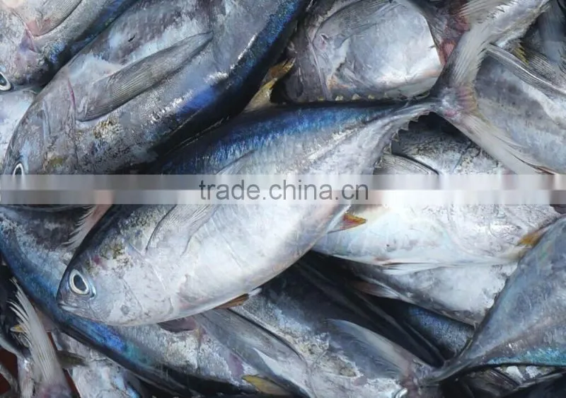 frozen yellow fin tuna