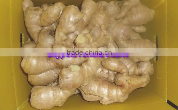 China Fresh Ginger Lowest Price