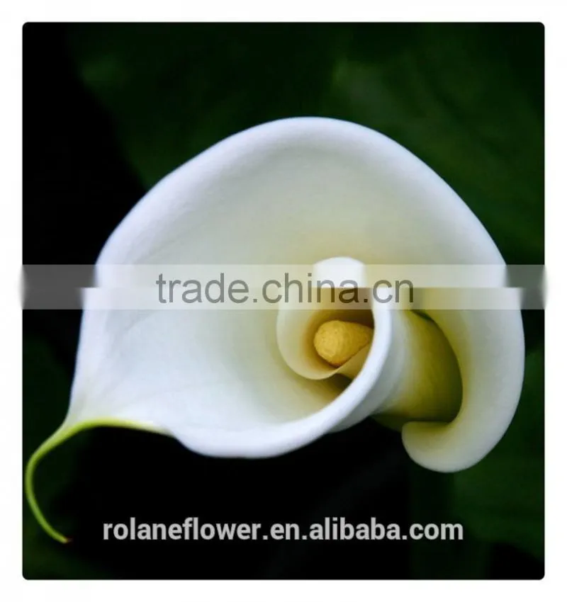 wedding decoration flower white calla lily flower