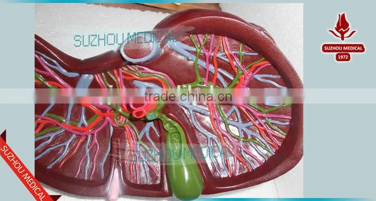 Liver model