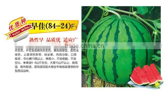 Hybrid F1 Sweet Red Watermelon Seeds For Sale-Early Excellence 8424 F1