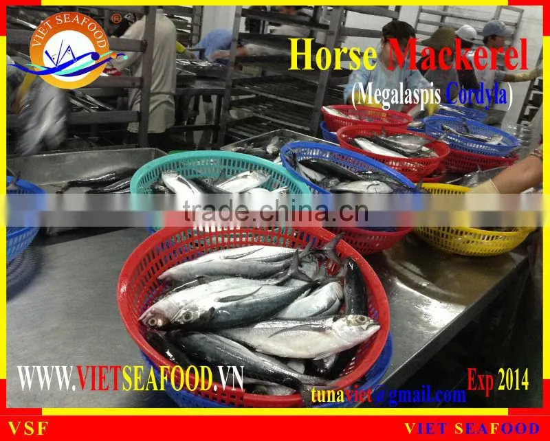 FRESH RAM MATERIALS W/R HORSE MACKEREL