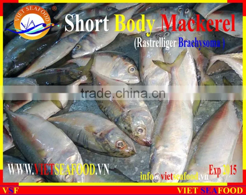 FROZEN SHORT BODY MACKEREL WHOLE ROUND