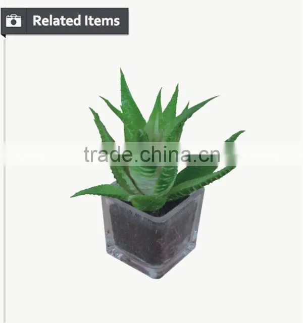 Mini decorative home and office table potted succulent plant