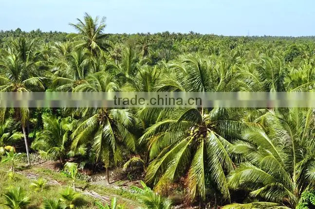 Good Price Fresh Coconut for Export from Vietnam/ Fresh Young Coconut Meat