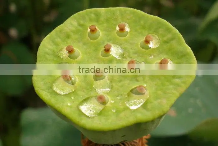Top Dried Lotus Seed, Lianzi, Herbal Tea, Sun-Dried, Clear Heat