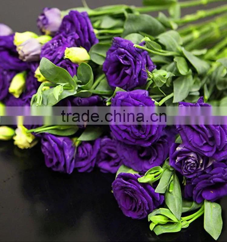 Top grade hot selling fresh cut flower eustoma wholesale