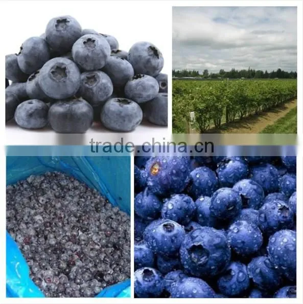2015 IQF blueberry