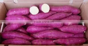 FRESH SWEET POTATO CHEAP PRICE