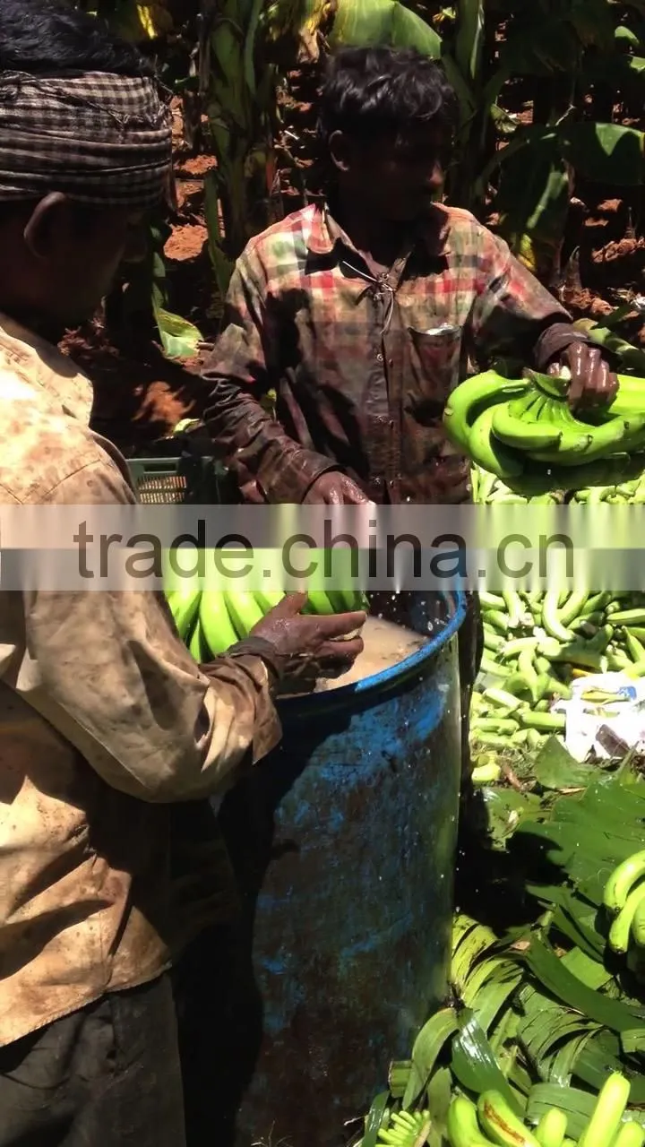 Fresh Cavendish Banana