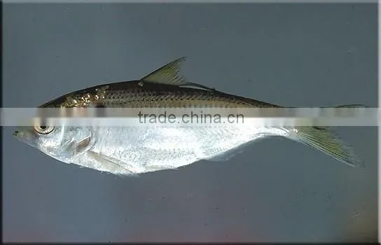 fast sinking fishing lure multi jointed fishing lure shad swimbaits making