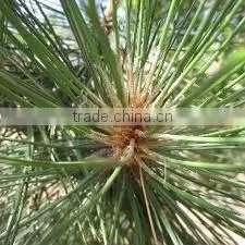 Indian Cedarwood Oil
