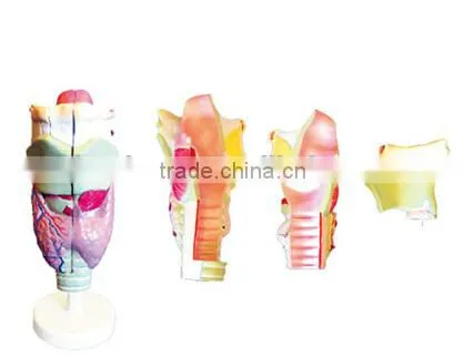 Laryngeal cartilage and Laryngeal muscles anatomy enlarge model