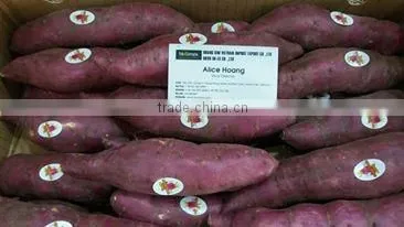 Viet Nam Sweet Potato