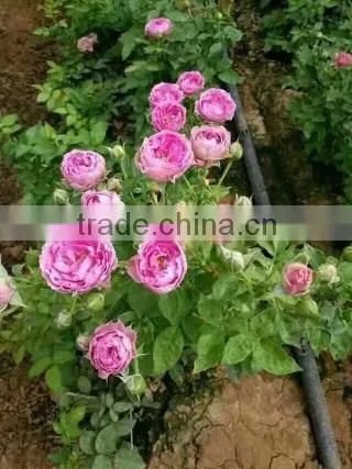 Natural product type potted rose