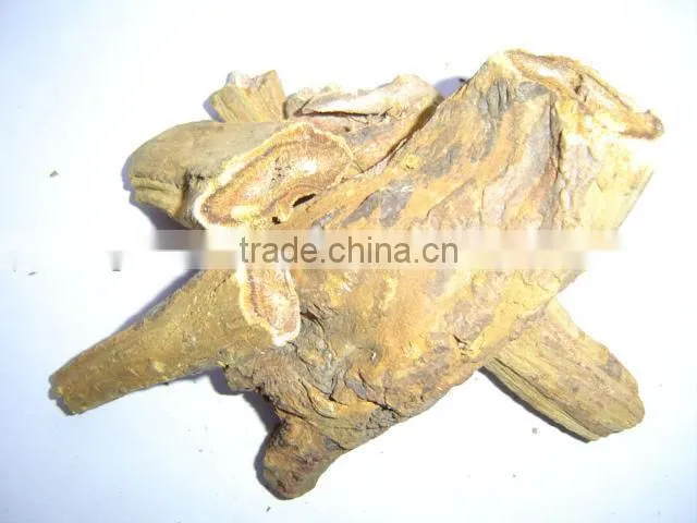 Radix Rhizoma Rhei