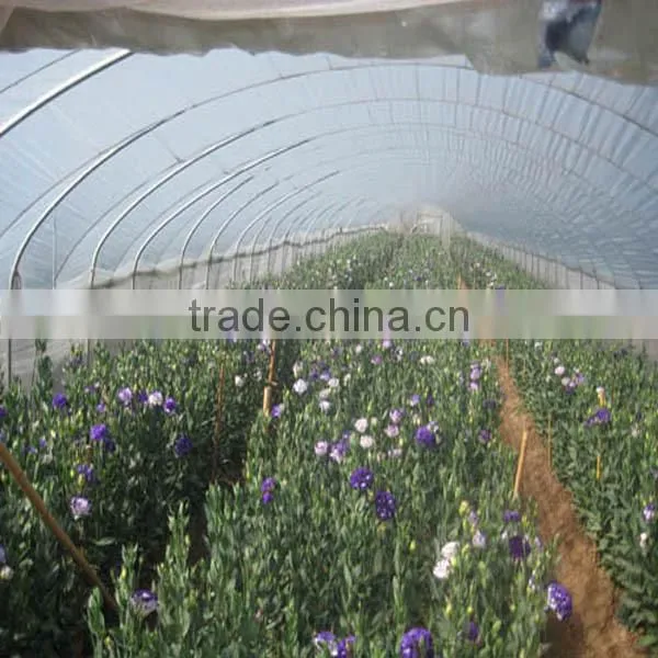 varieties of fresh cut flower eustoma, lisianthus with high quality