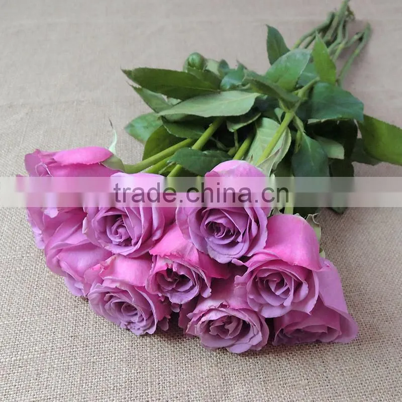 Hot sale fresh cut rose garden flowers from plants base